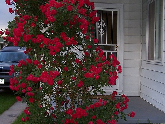 Roses on side porch