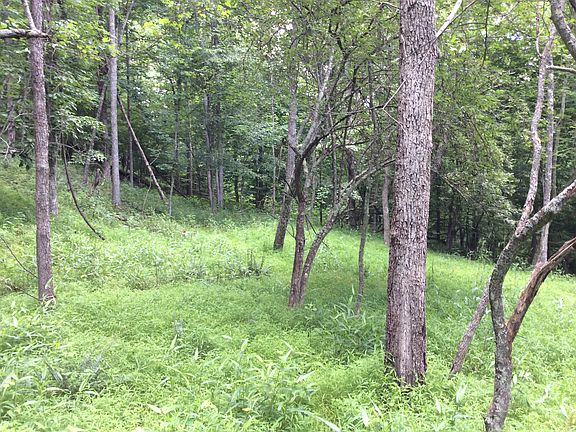 Trail up right hollow