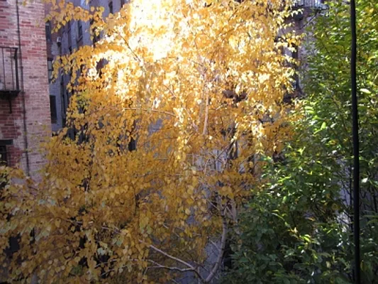 Rented by Citi Habitats | media 48