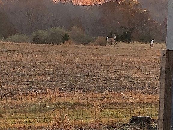 sit on deck and watch deer 