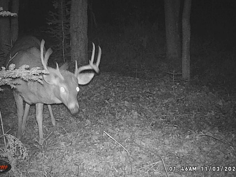 1st image of Tbd Twin Lks