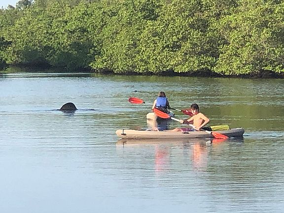 Manatees in canal