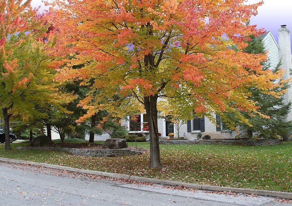Tree-lined Front Yard