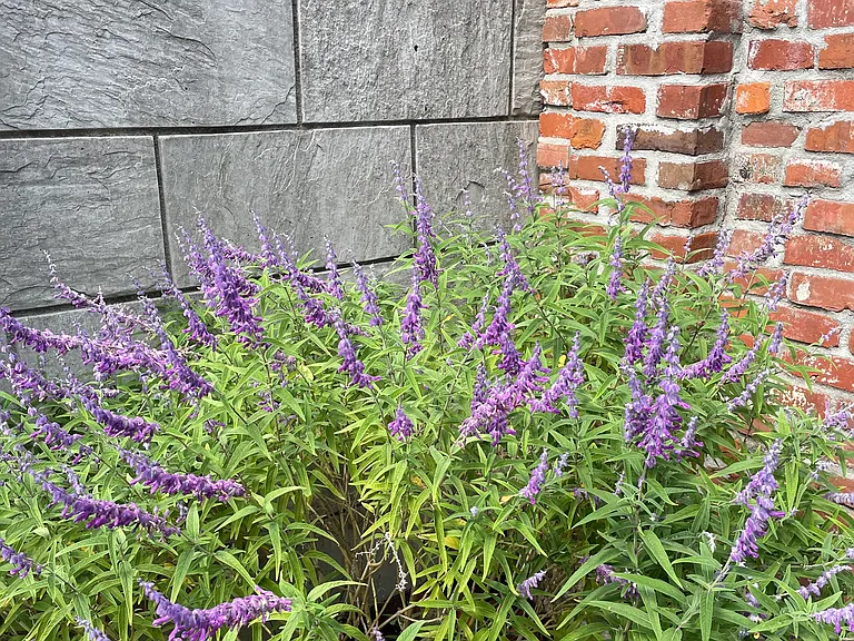 Low maintenance courtyard