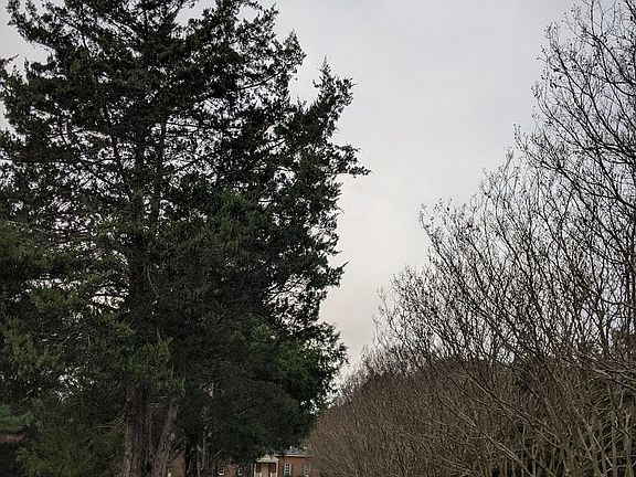2nd image of 907 Forest Ln