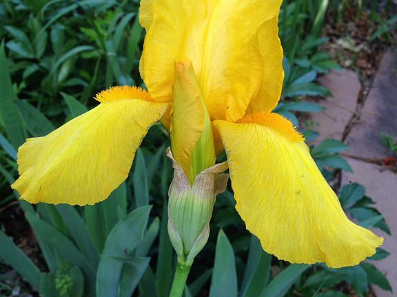 Flowers around the yard