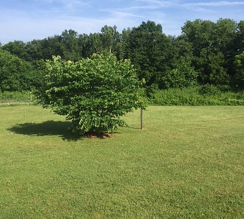 Back yard view