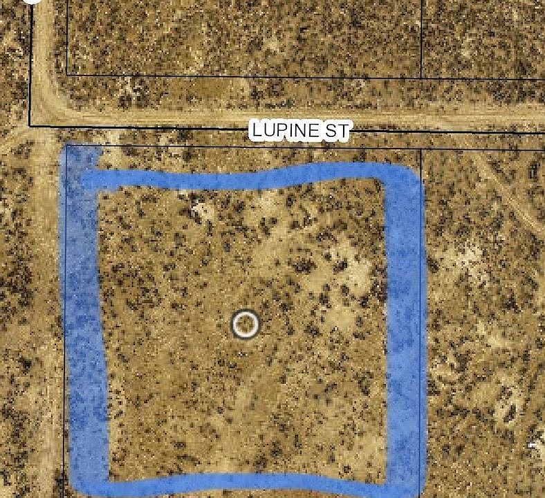2nd image of Lupine Chicksaw St
