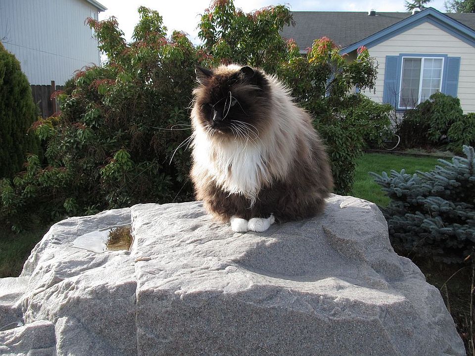 guard Cat