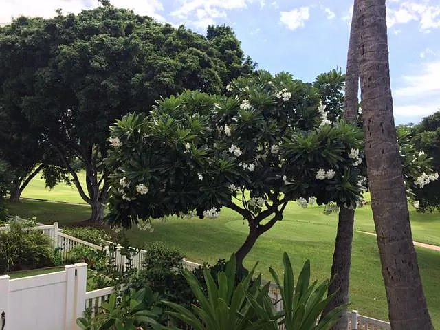 Aliinui Dr — Photo 10