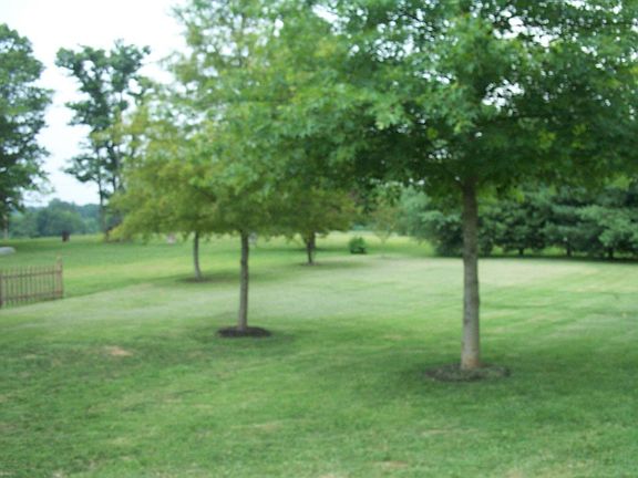 almost 1/2 acre treed lot