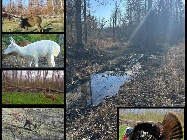 0 Kitchen Rd, Leasburg, MO 65535