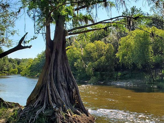 Peace River 200 year old cypress
