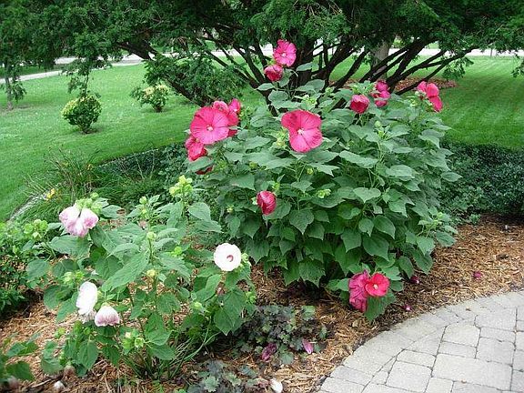 Professionally landscaped