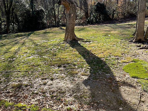 Back yard