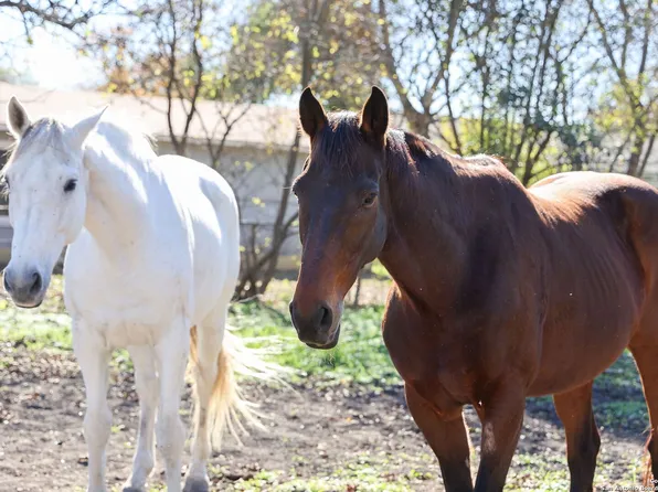 359 Glenoak Dr, San Antonio, TX 78220