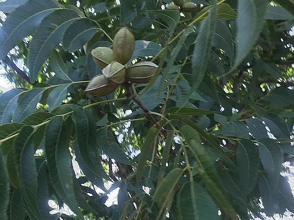 Two Pecan Trees
