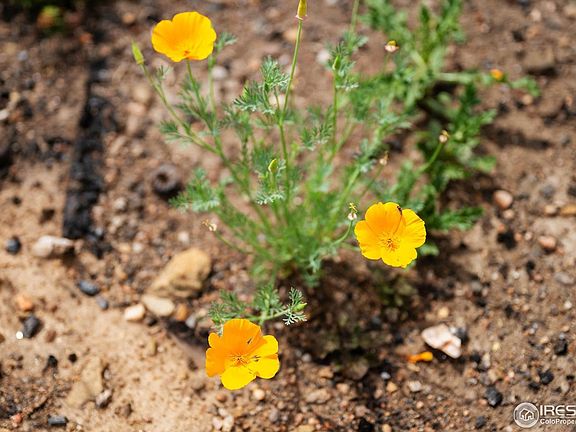 4th image of 529 Quartz Rd