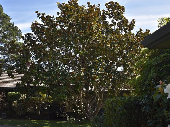 Full grown magnolia trees
