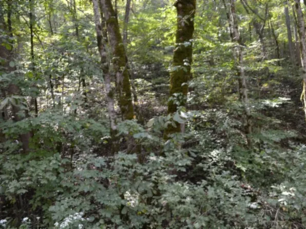 0 Campbell Hill Rd, Gainesboro, TN 38562