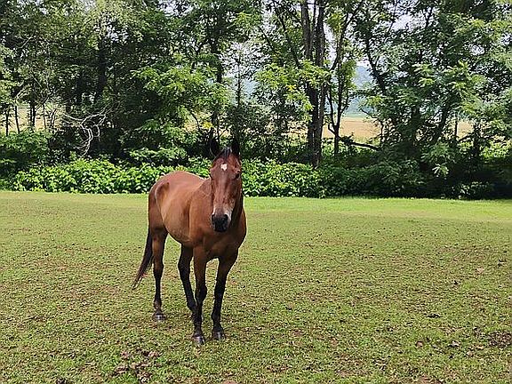 5th image of 365 Haughton Williams Rd