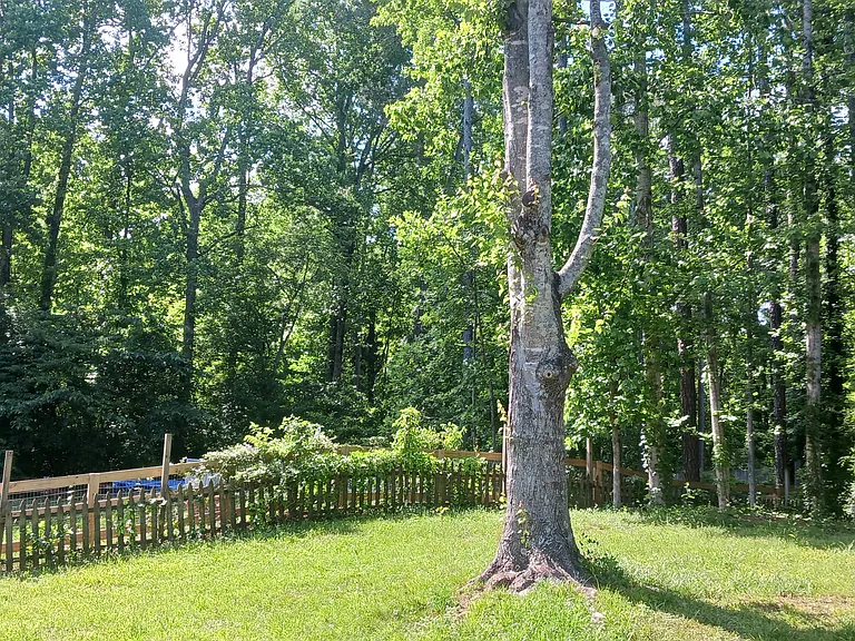 Left side of backyard with fence