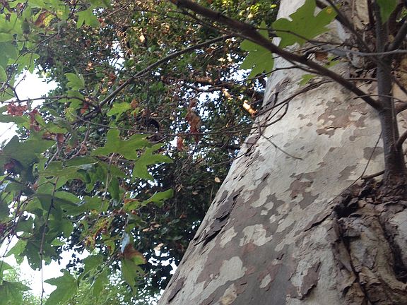 Soaring Tree