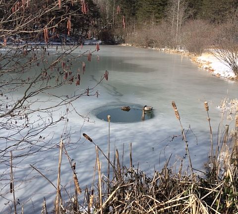 Pond Ducks