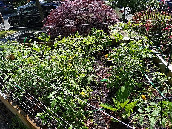 Front yard veggie bed