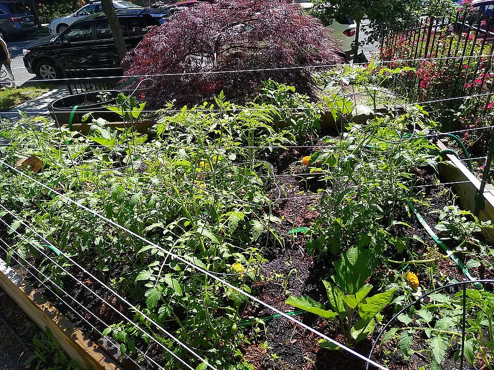 Front yard veggie bed