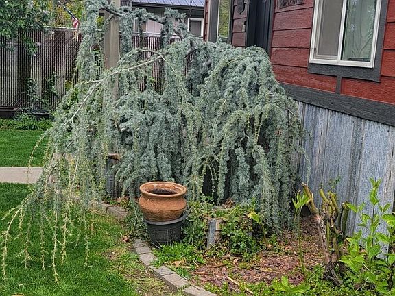 3rd image of 1006 Borah Ave
