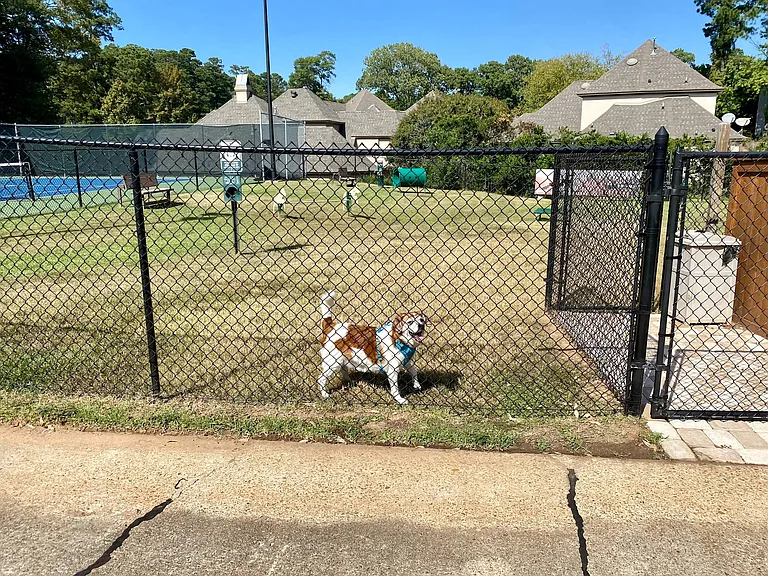 Lucky Dog at Wiggly Field
