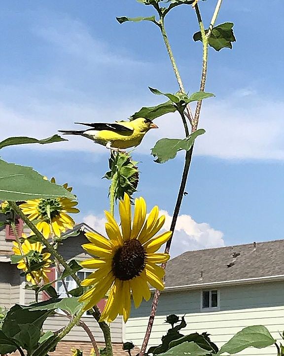 sunflowers