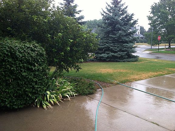 Mature pines screen front