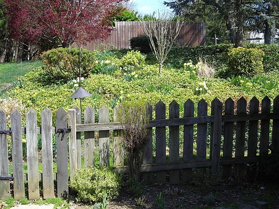 Fenced in Yard