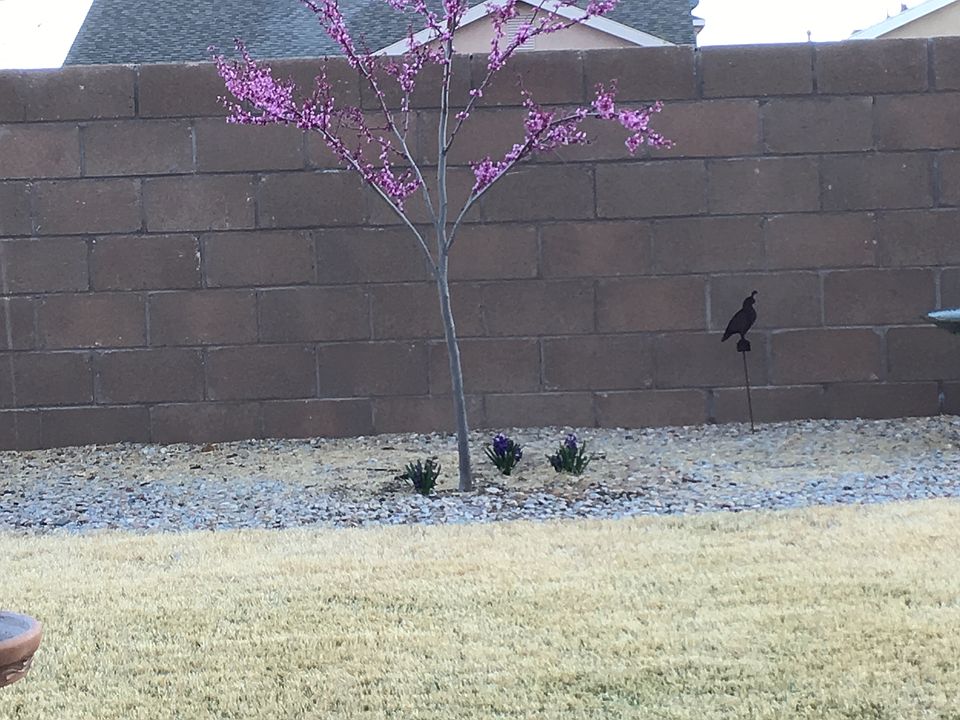 1st image of 7300 Junco Pl NW