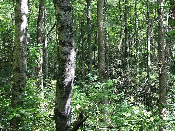 4th image of 0 Little Creek Trl