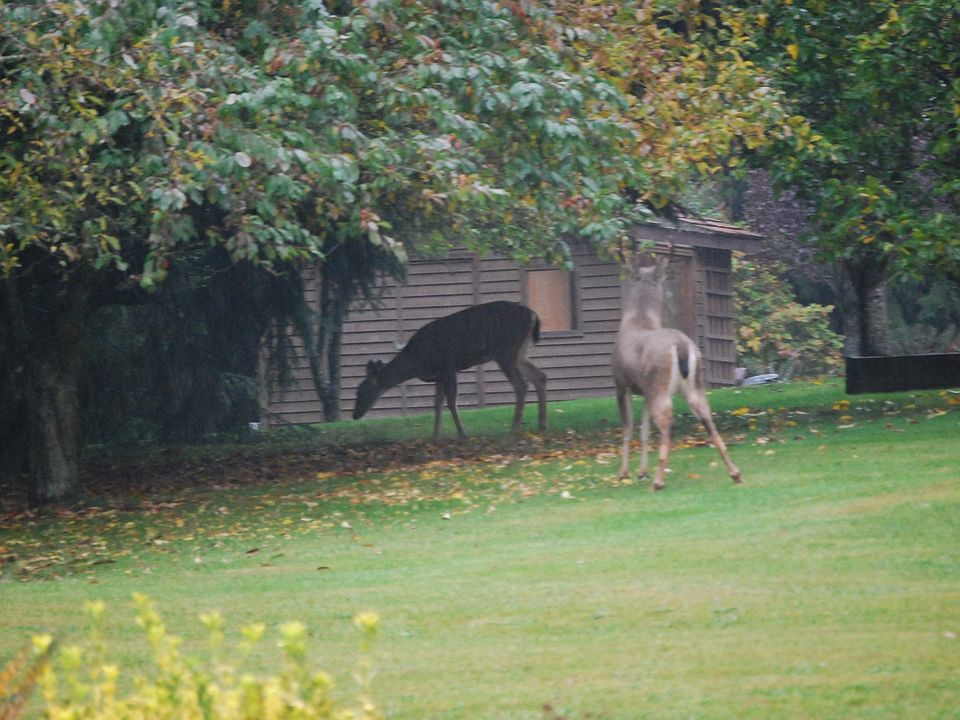 Private yard with apple trees