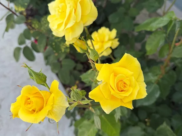 2085 W Park Avenue, Napa, CA 94558