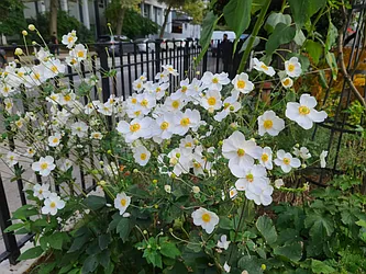 Rented by Brooklyn Heights Real Estate Inc