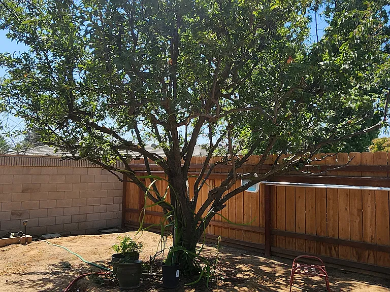 Plum Tree.