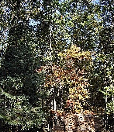 The woods rise so high and insulate you from the world.