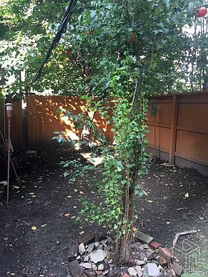 Rented by Halstead Real Estate | media 29