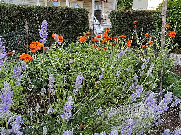 a view from the garden