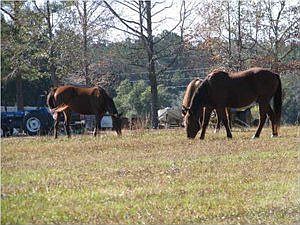 Horse farm