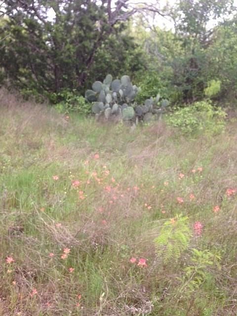 2nd image of S Cres #473