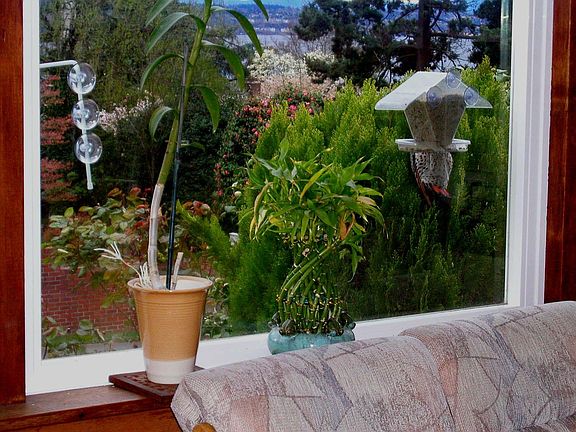 Woodpecker at bird feeder