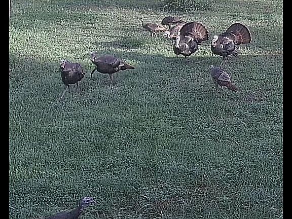 Lots Of Turkeys 