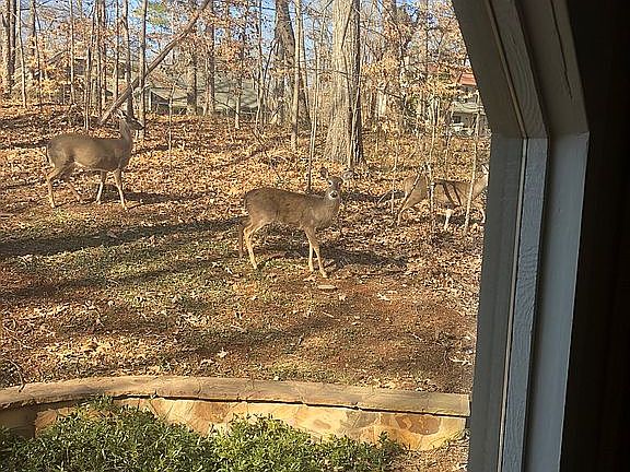 Deer In Front Yard