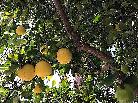 Citrus and Avocado Trees